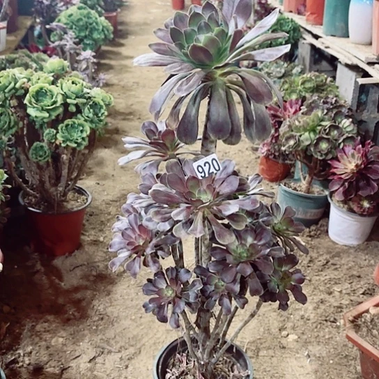 920圆叶老桩法师