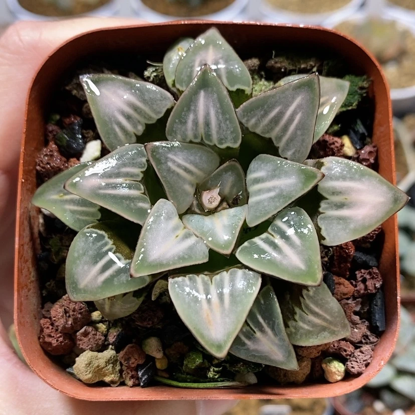 【闪购商品】45雾之喷泉