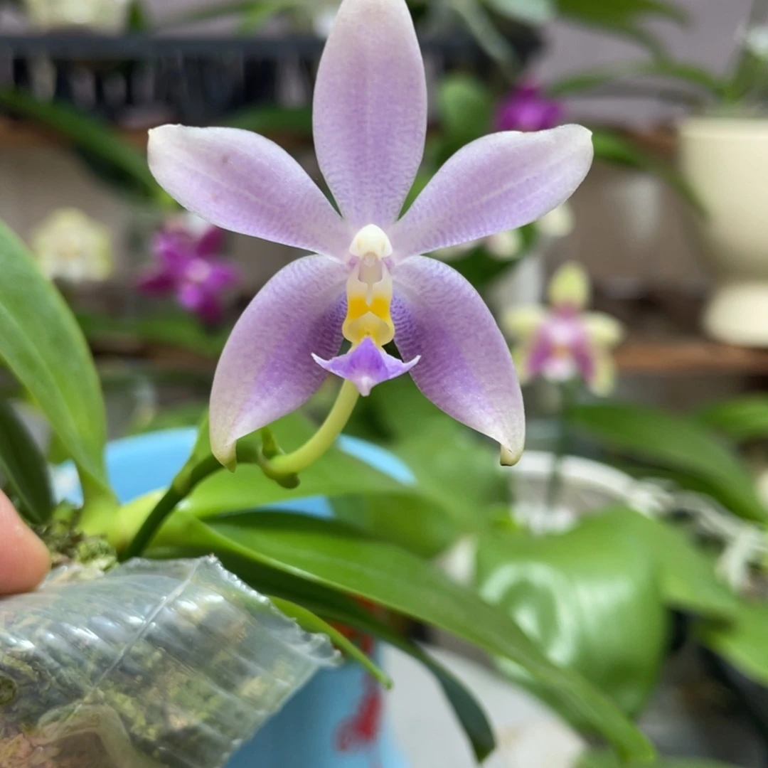 完全开放11叶瑕花期不保
