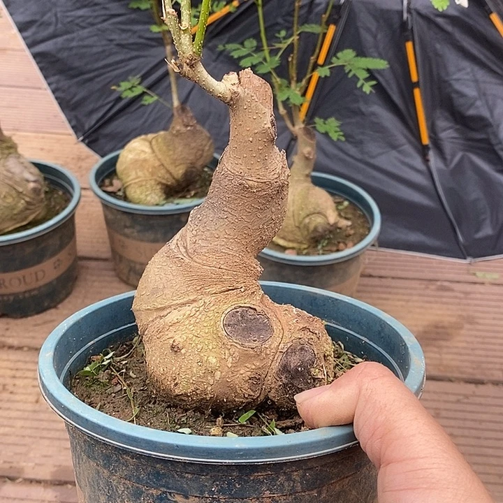 宝***士当前无花栽培后可以开花