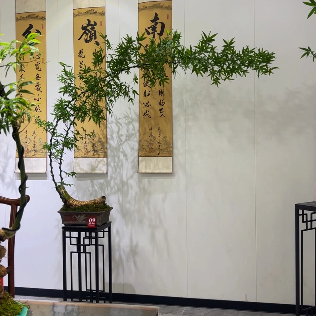 无花朵月牙桩大双飘