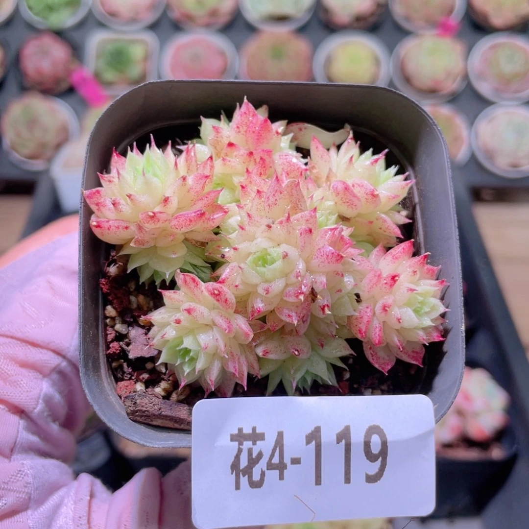 花利美4-119麦秆