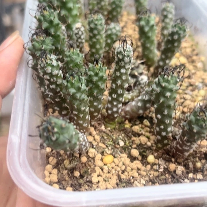 实生碳刺升龙娇丽