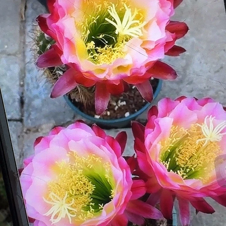 茉莉侧芽5公分毛花柱开花带香味