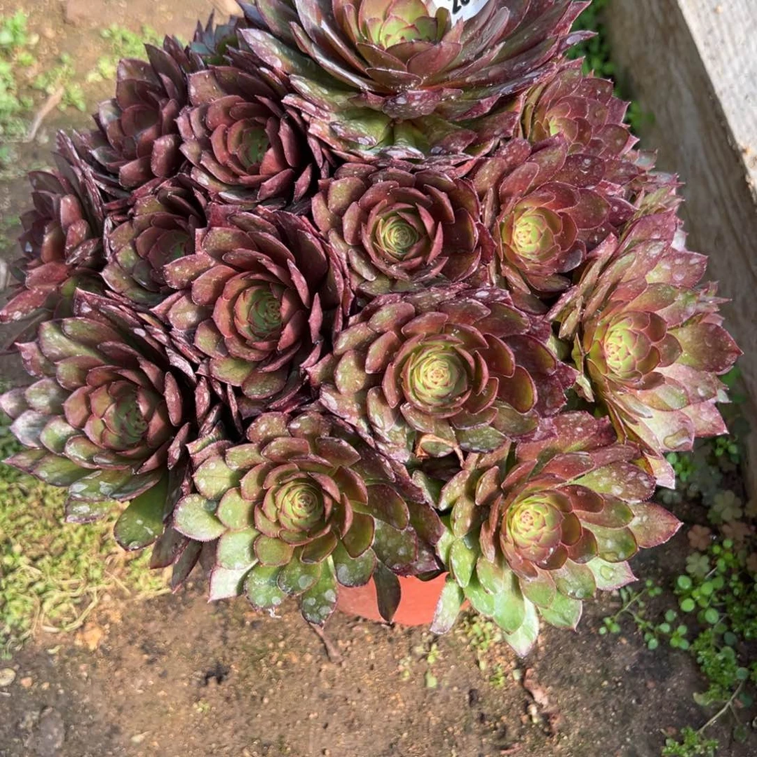 93红魔多肉多肉多肉多肉