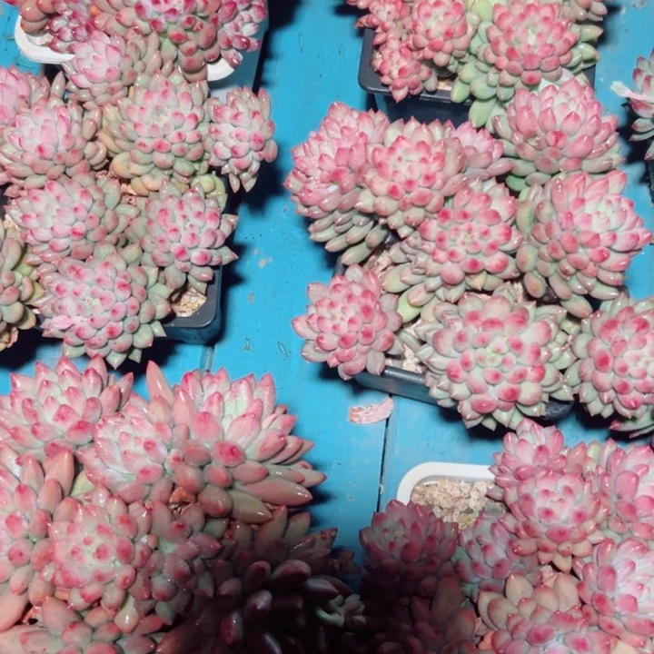 精品多肉植物量拍一棵岩字