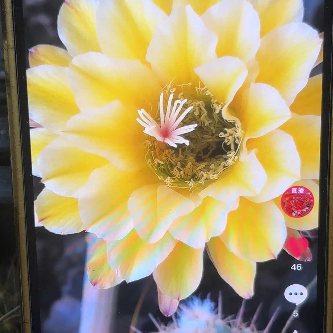 法一毛侧牙20包邮仙人球17