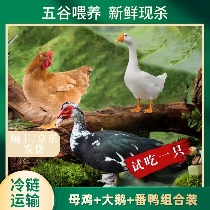 【竹林】1只2年母鸡+1只大白鹅+赠1只番鸭 共3只净重11斤