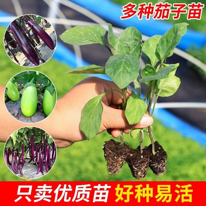 茄子秧苗高产杭茄苗紫长茄苗黑长茄苗烧烤茄苗圆茄苗青茄苗线茄苗