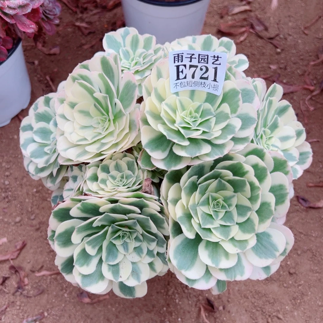 721迈巴赫尺寸20左右
