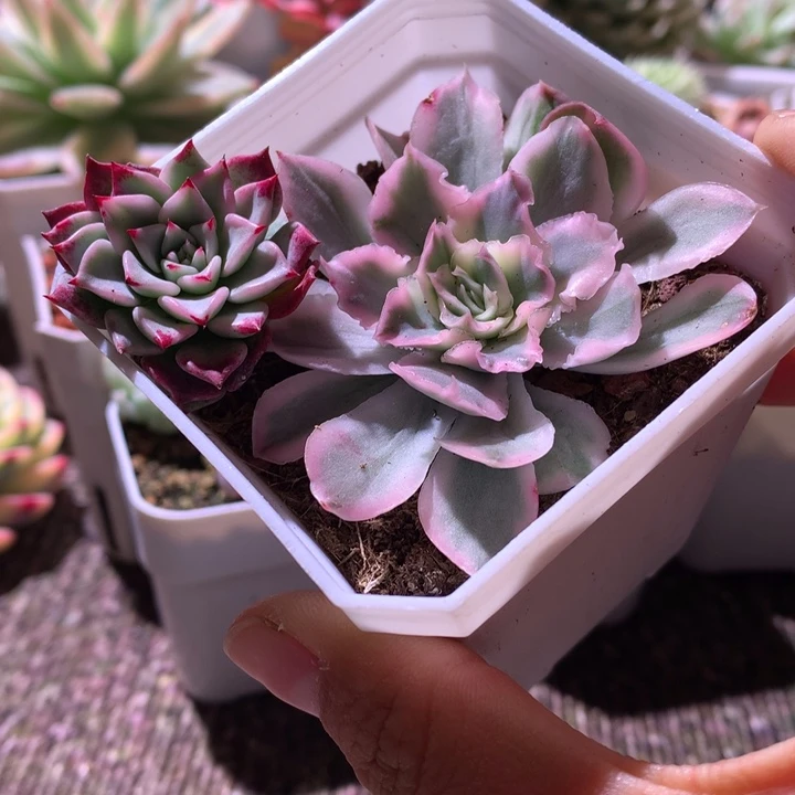 紫蝴蝶与沙罗姬砍头