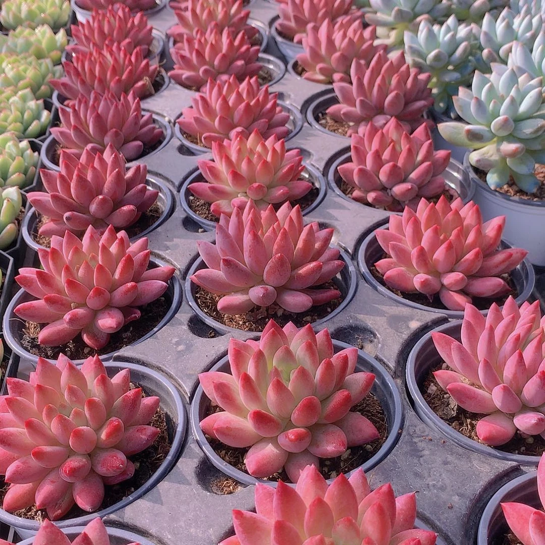 超红体虞美人356788899999