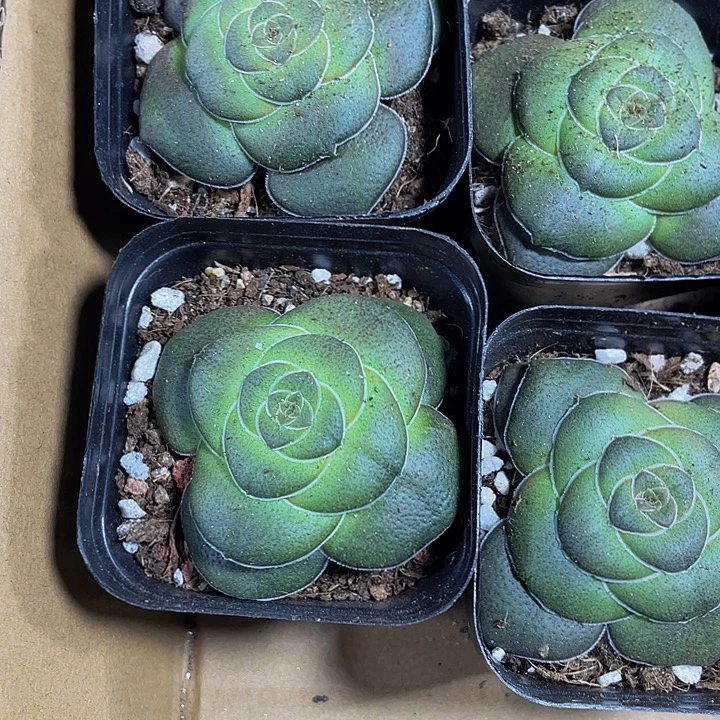 巴3.8带盆土发货一个