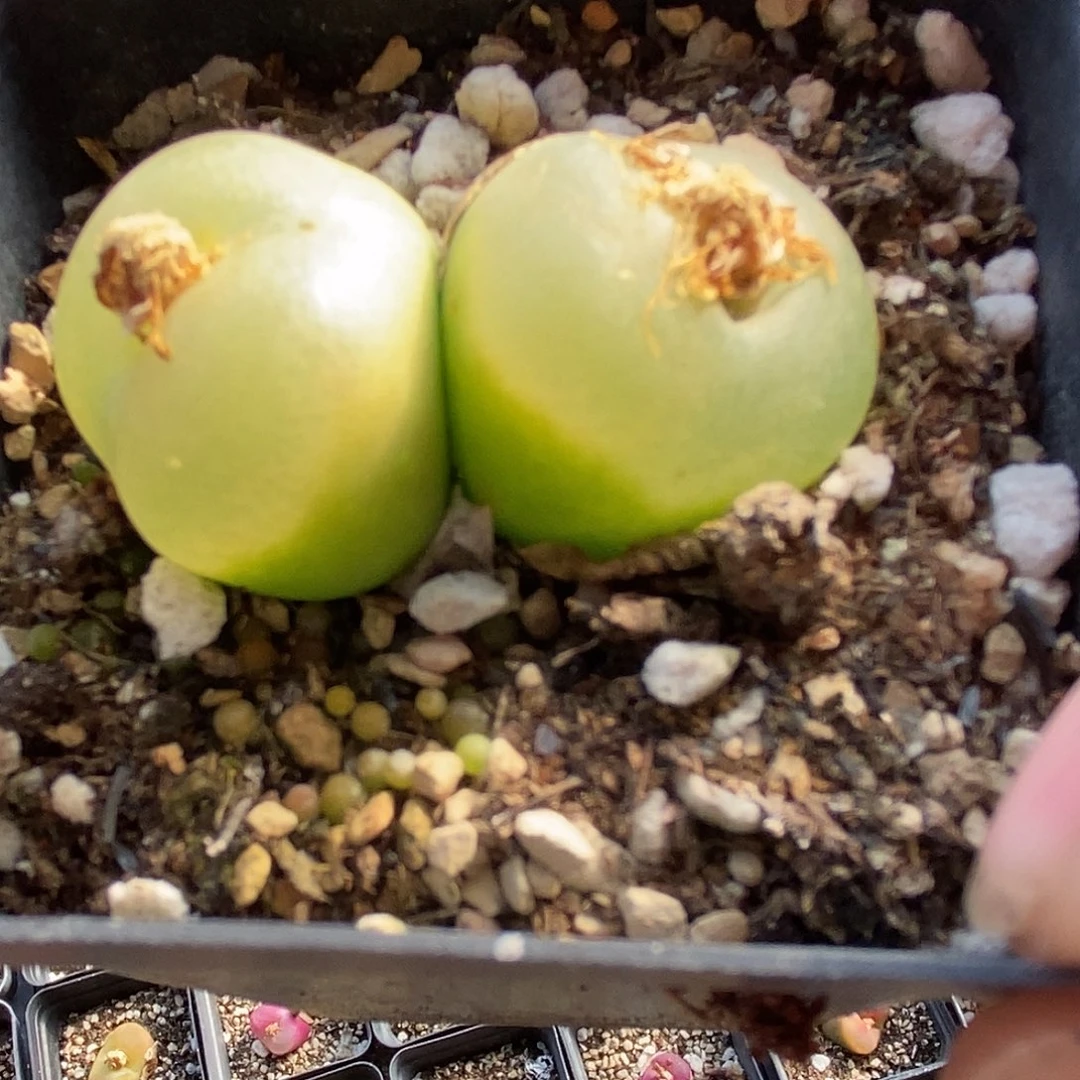 1569双头母本一颗。