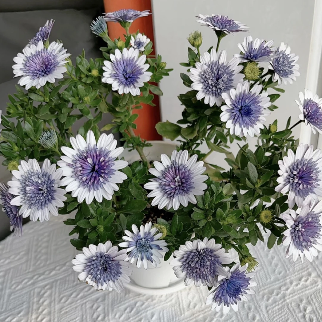 蓝目菊盆栽丛生庭院植物清香新手易养护爆花强喜水