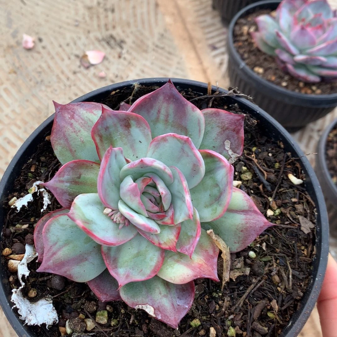 特价款25.8多肉植物