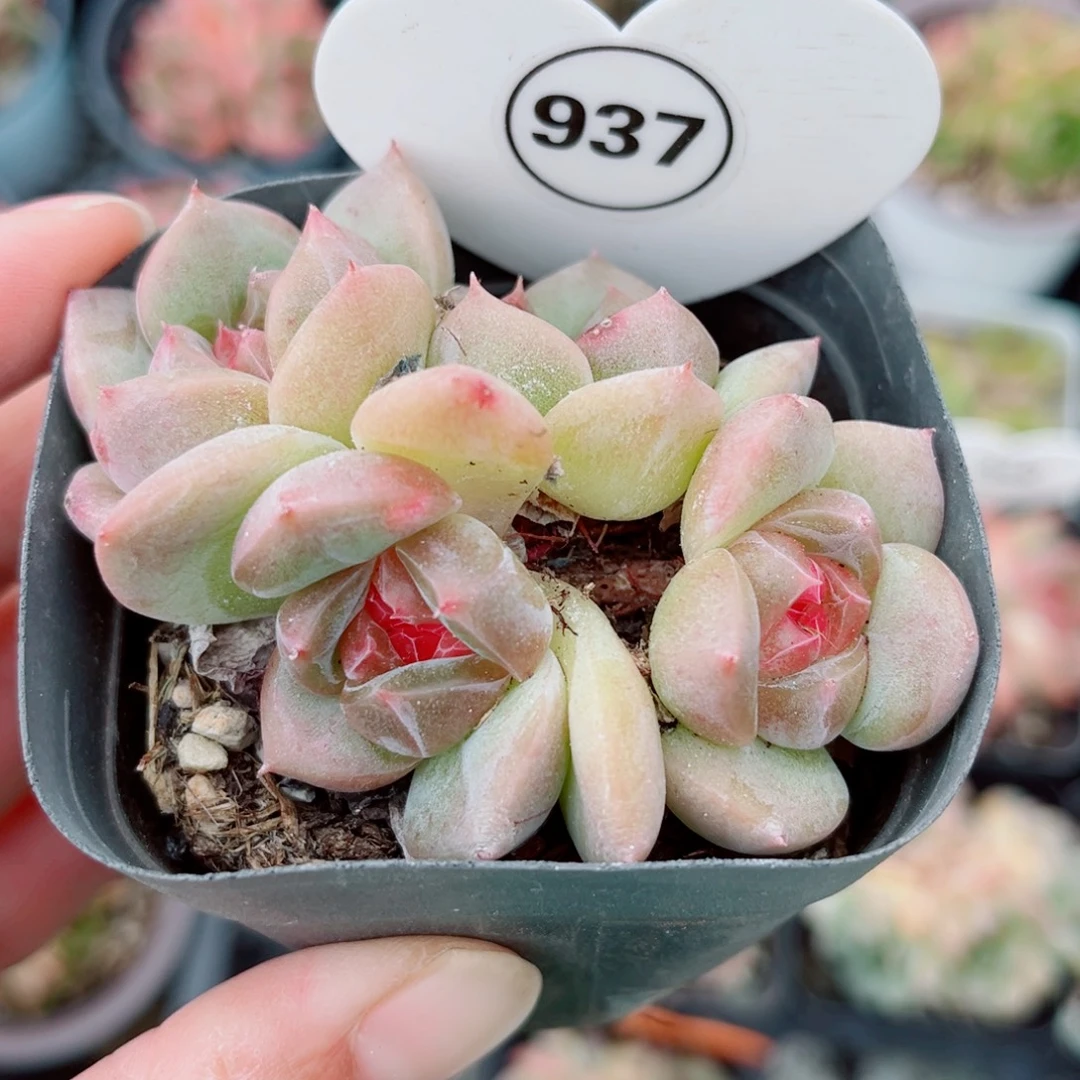 937号小老桩珍妮群
