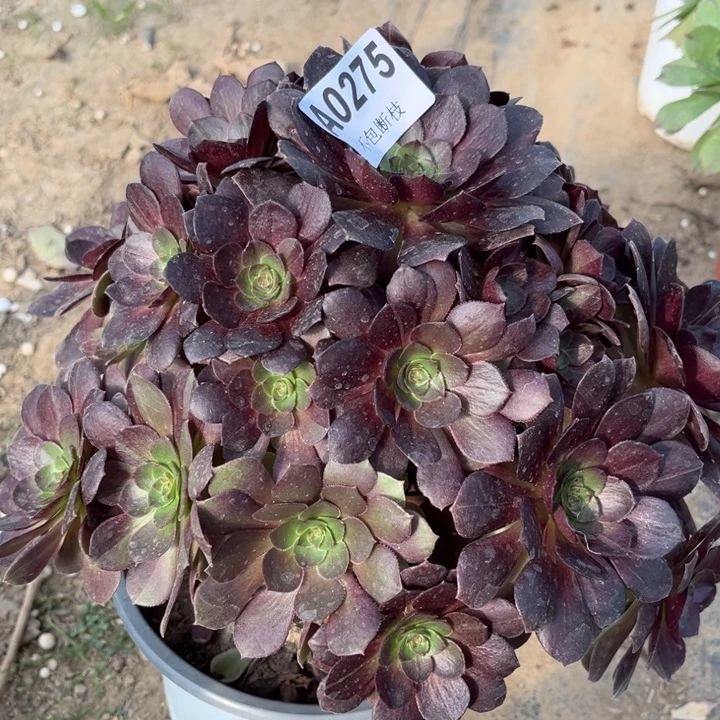 275黑美人多肉法师不包断枝