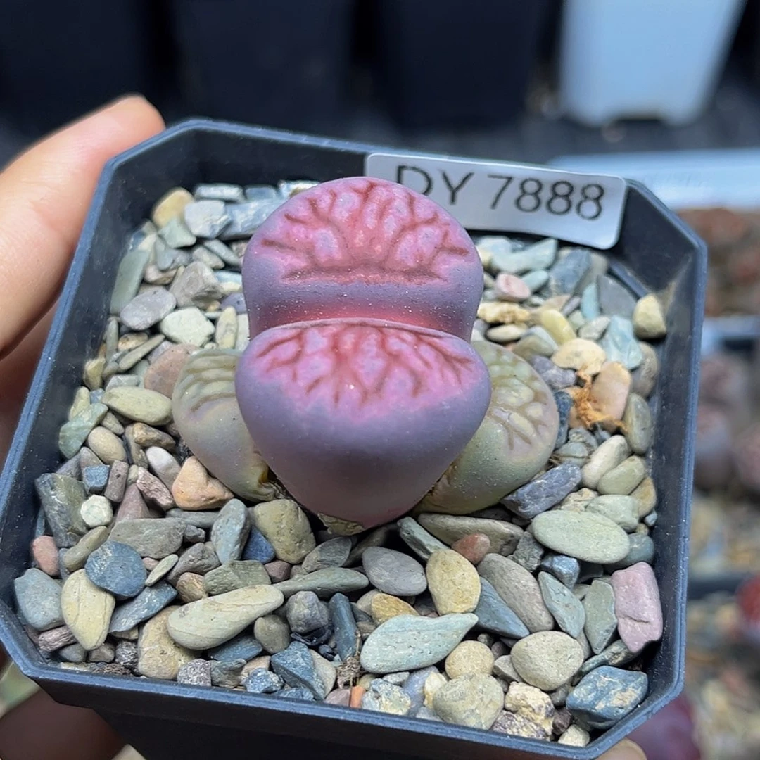 一物一拍紫菊大母本7888