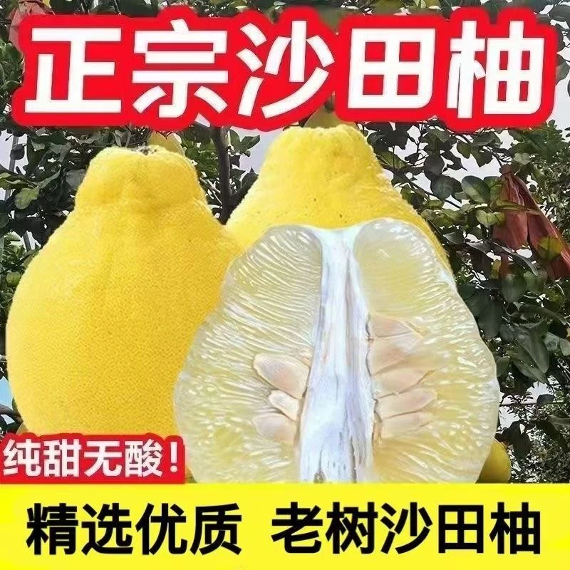 正宗沙田柚新鲜应季水果无酸