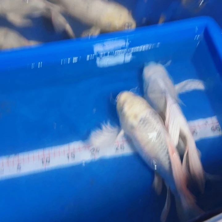 董***-海水鱼蝴蝶鲤包邮150