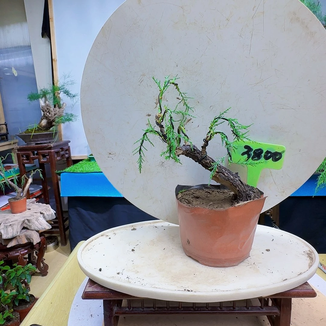 一***社无花朵三春柳内牛满面吗