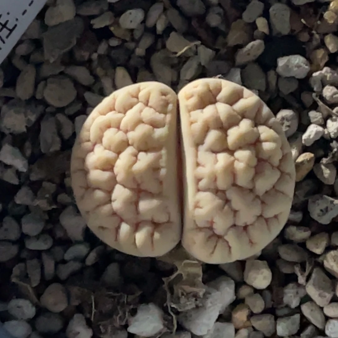 有***绥7529荒玉1专拍的一