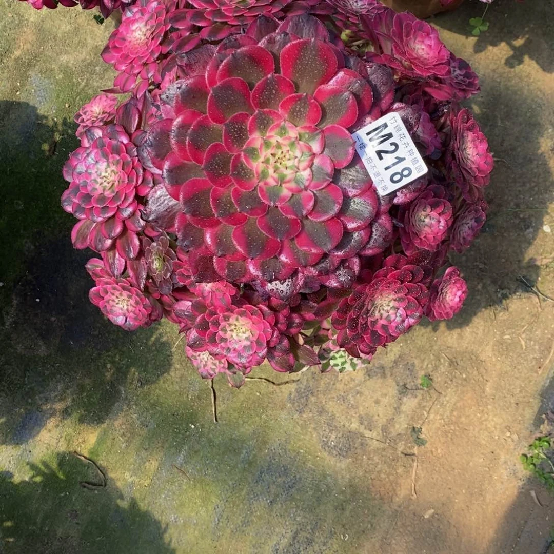 全部花朵218红彤嫩桩一棵