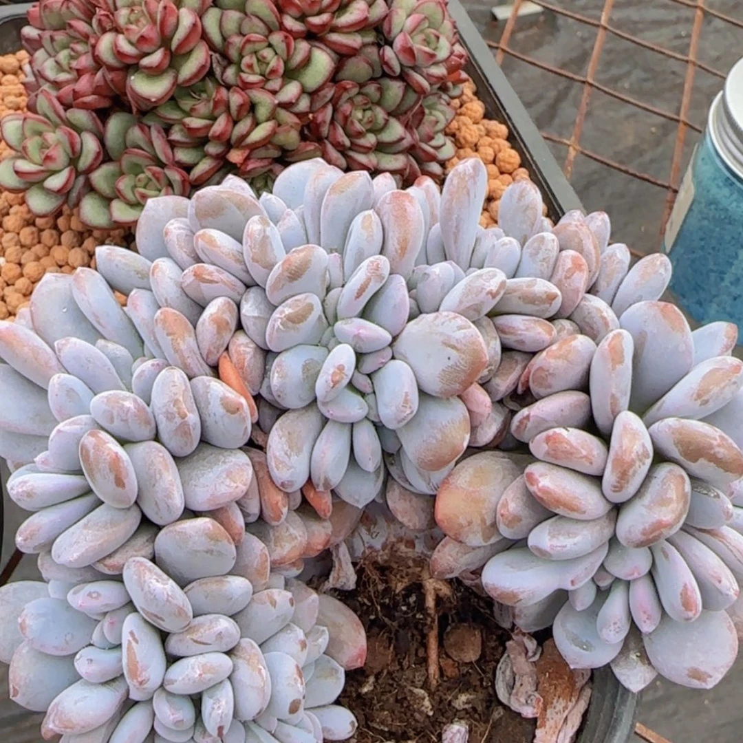 【闪购商品】粉兔缀化9.9