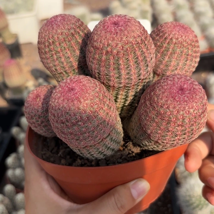 683群生红太阳好养皮实