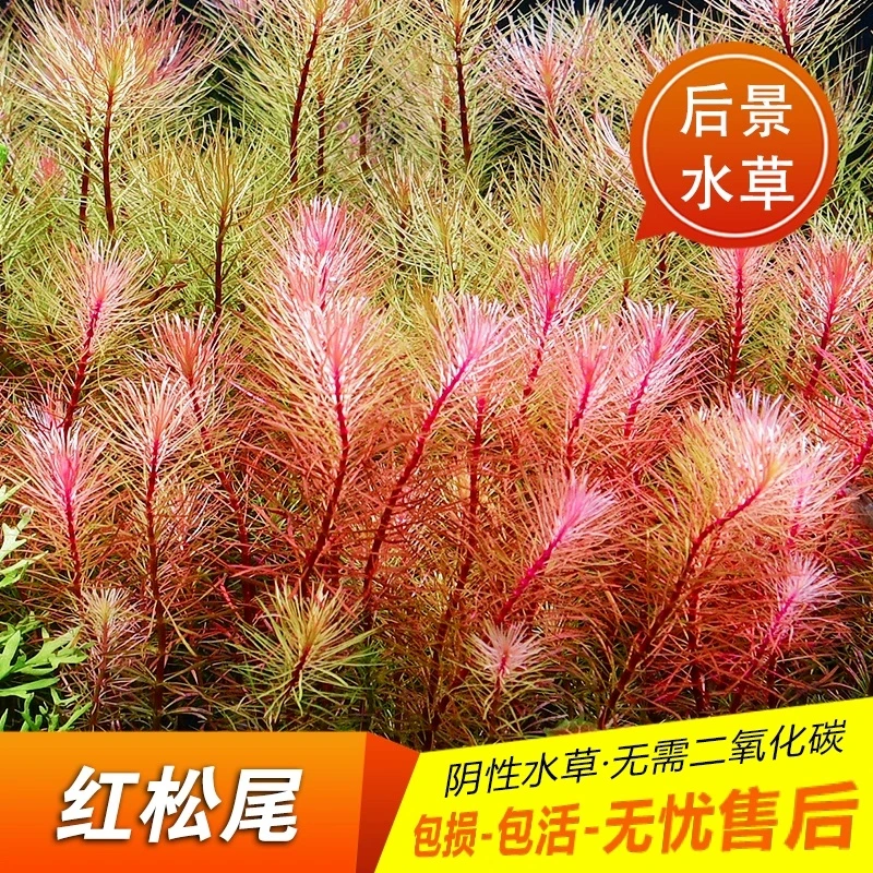 【小宝塔+红松尾】真水草淡水鱼缸造景装饰增氧净化水质