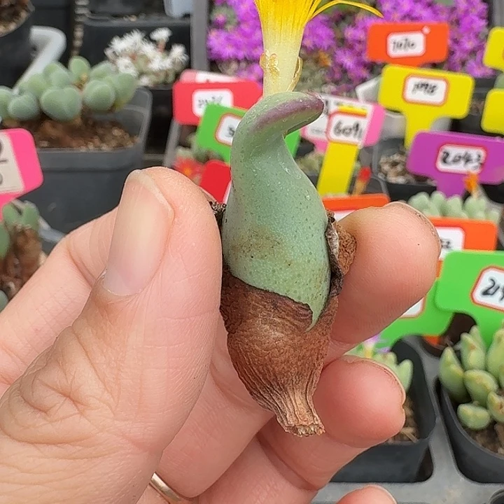 栗***安密密麻麻密密麻麻5039