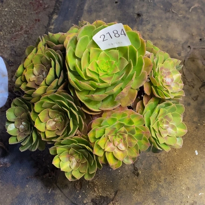 抹茶多肉断头不包2184