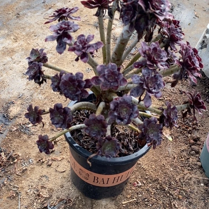 黑豆1多肉植物法师法师