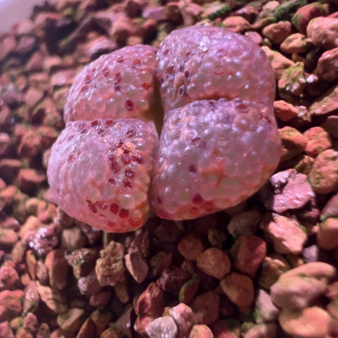0505，杨梅，肉锥植物