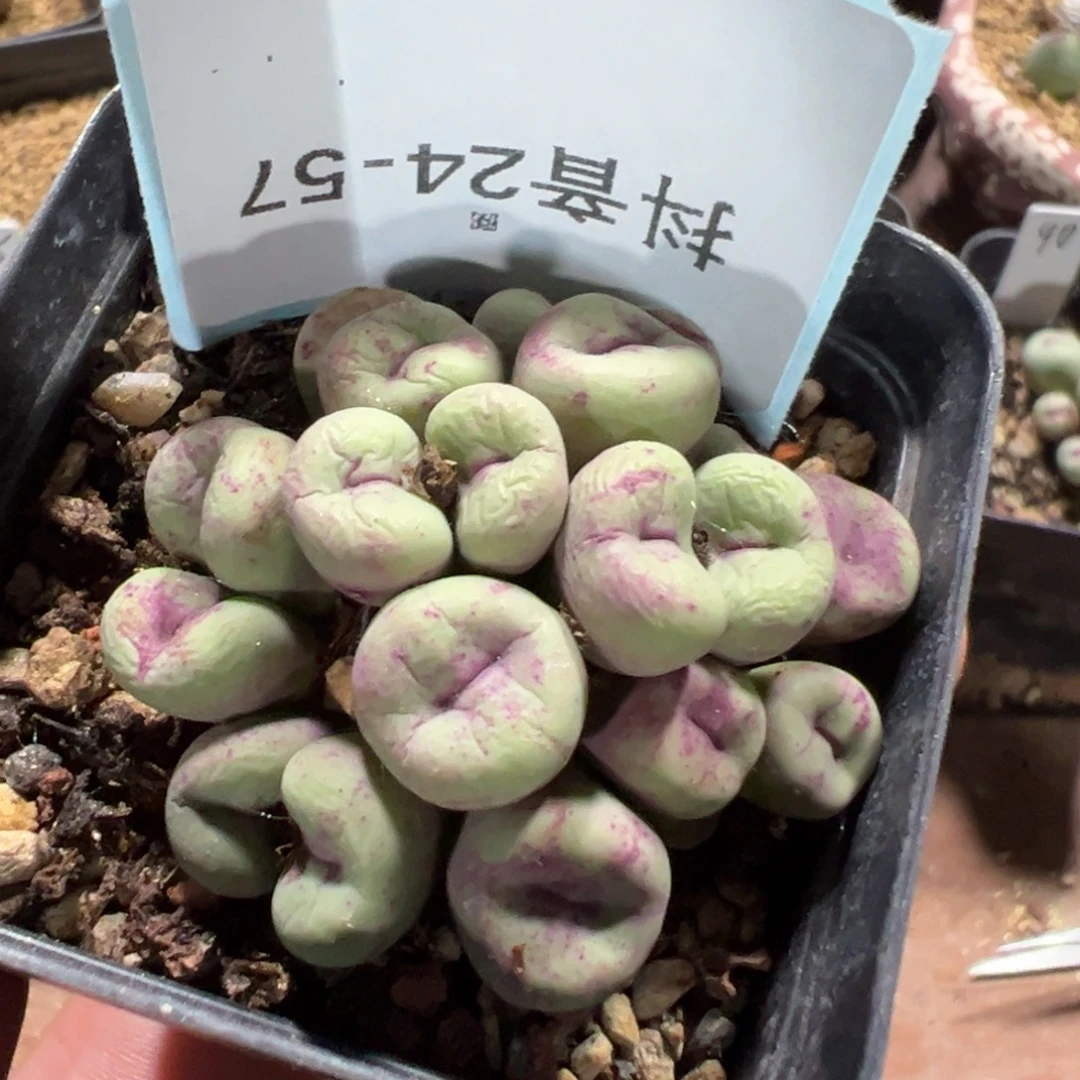 z***d24-57肉锥多肉植物