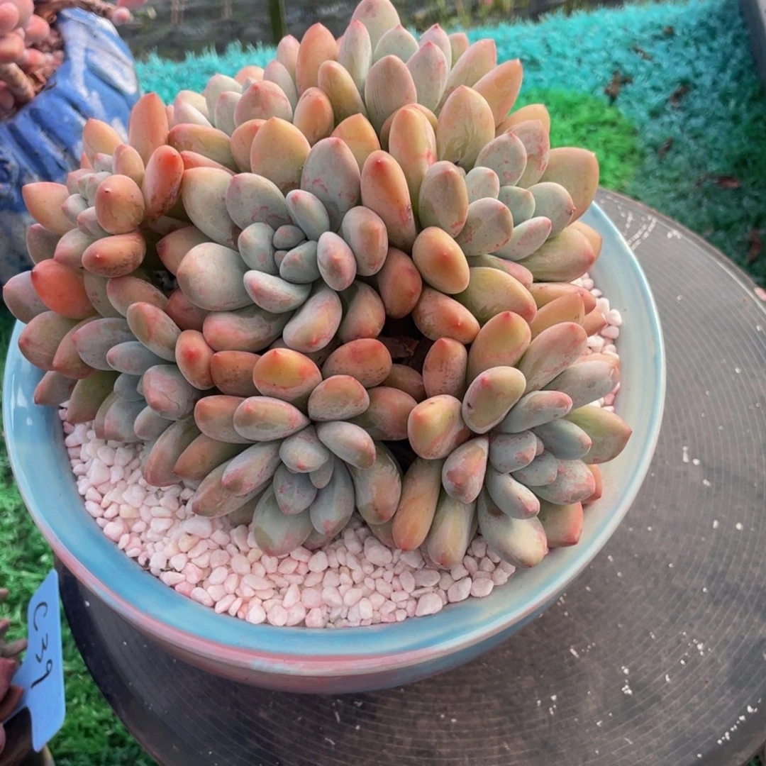 多肉植物盆栽多肉植物