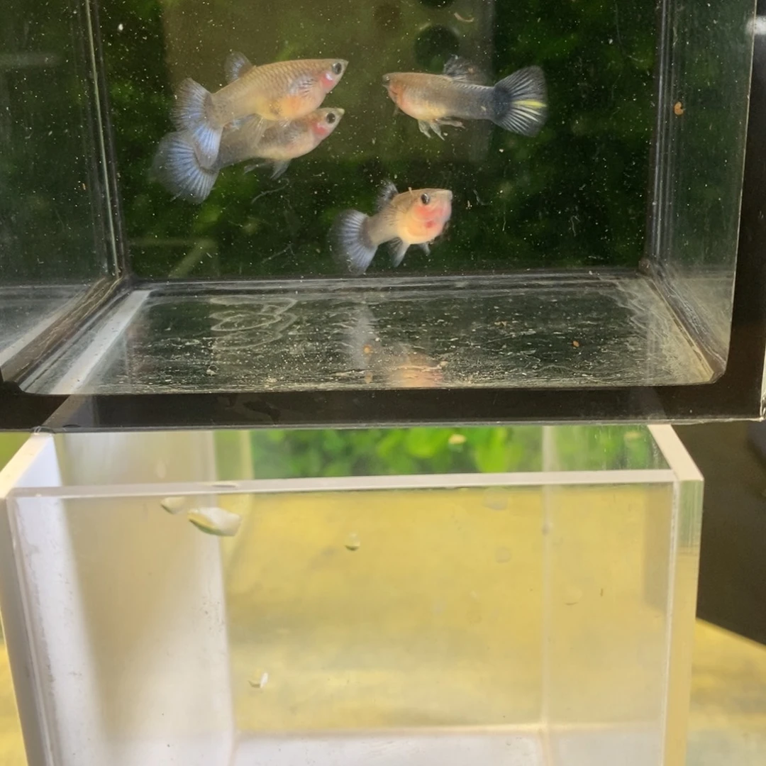 孔雀鱼银灰蓝礼服玻璃猫两对