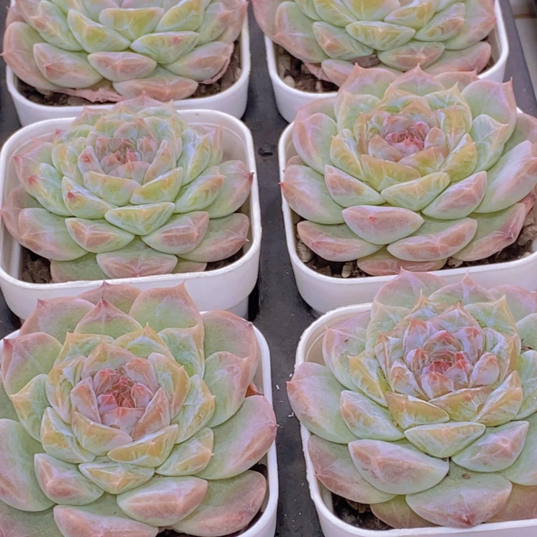 138-精品烟花冰魄单头一个