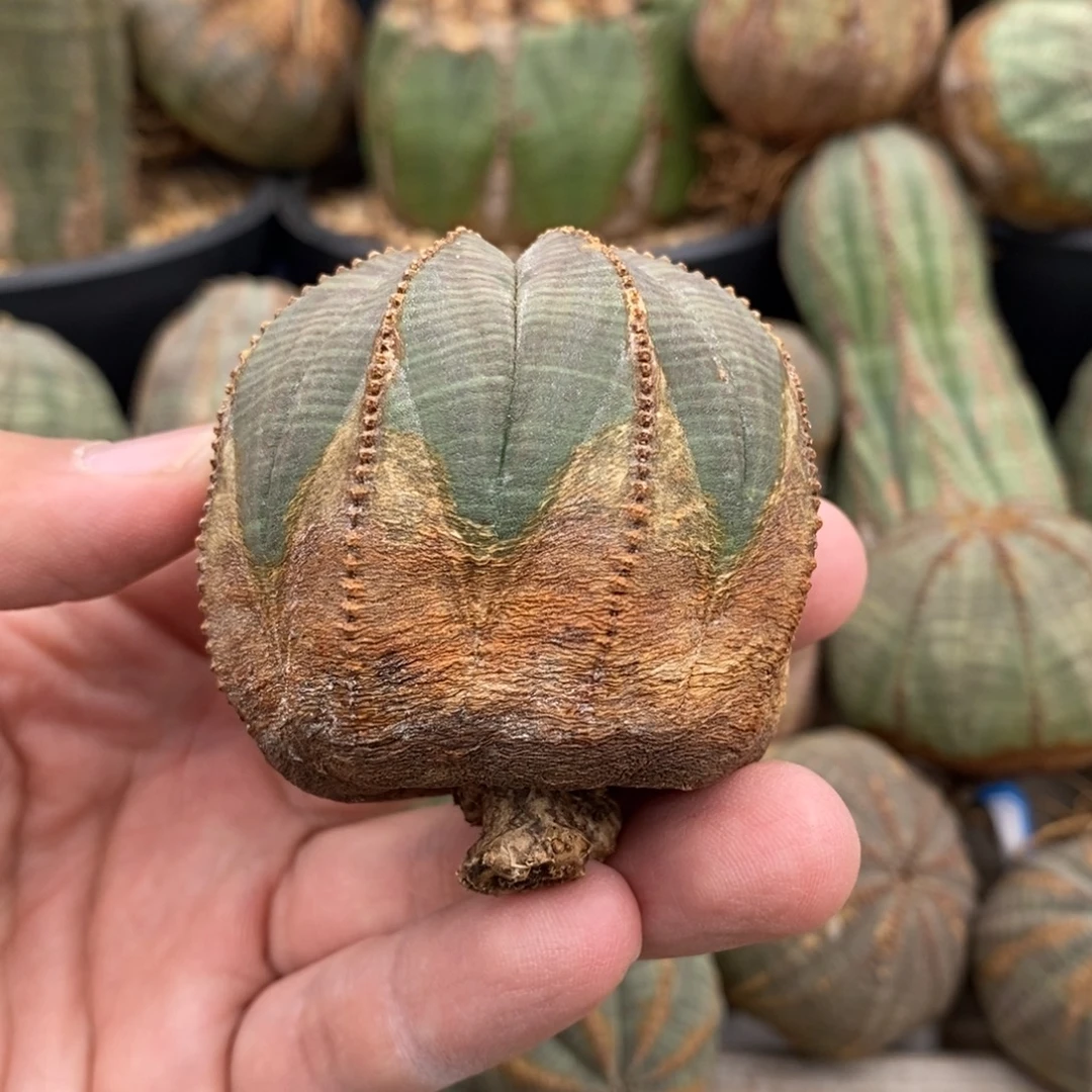 31原产地布纹球多肉植物
