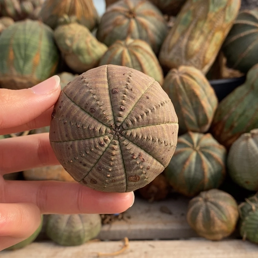 2布纹球精品一物一拍