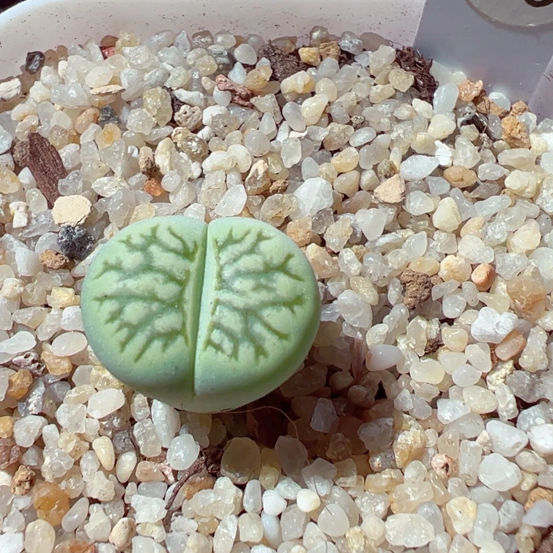 1107-852多肉多日绿菊