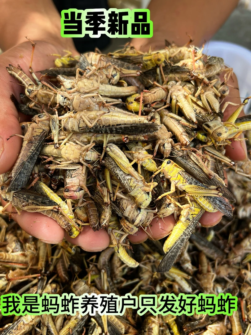 蚱蜢蚂蚱养殖基地直发蚂蚱蝗虫活体速冻纯公蚂蚱带翅膀纯天然蚂蝗