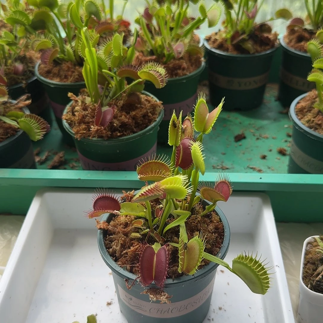 无花朵0016捕蝇草