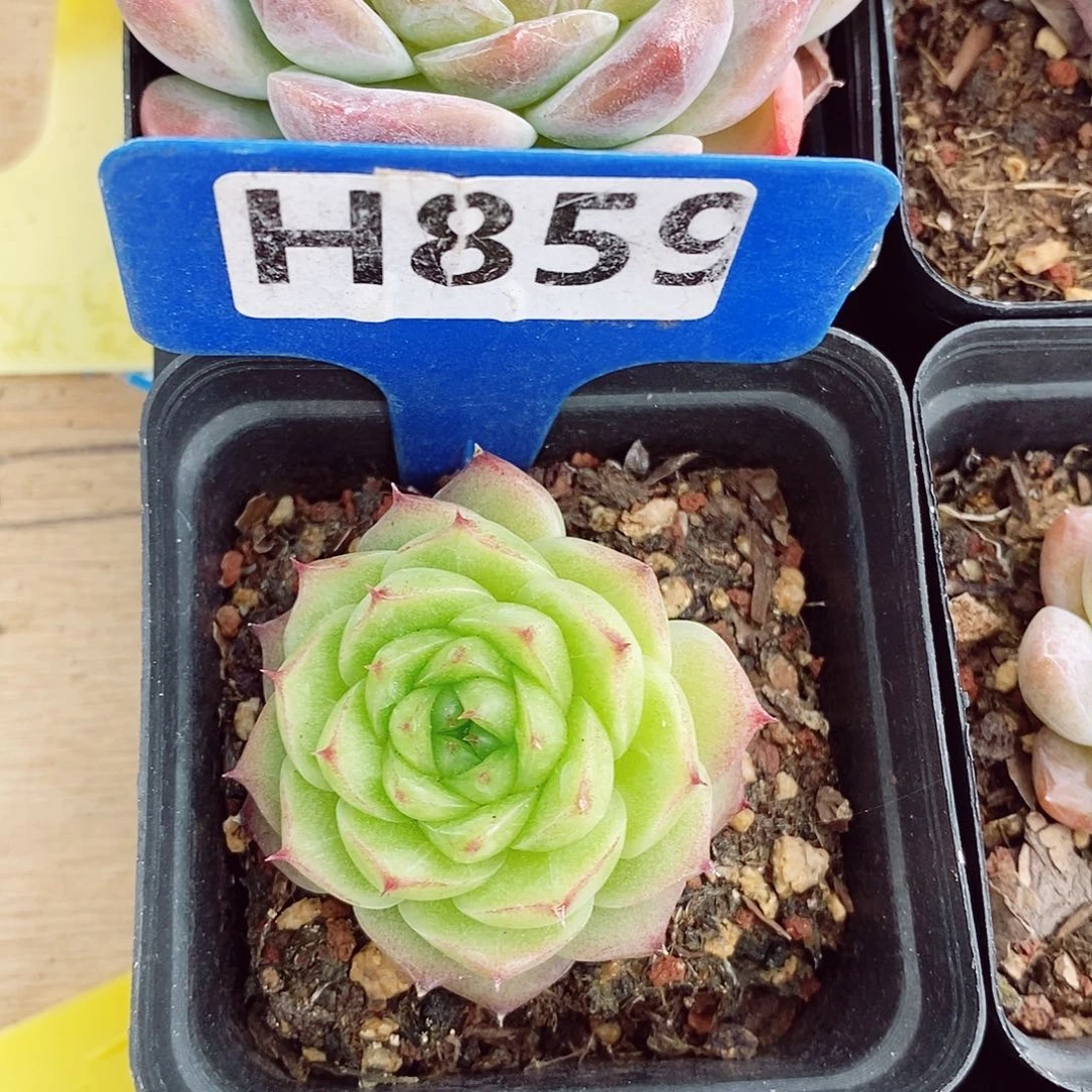 缄**?麦秆福利5cm多肉植物