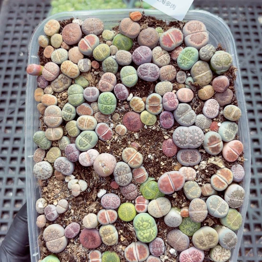 6254—生石花 生石花