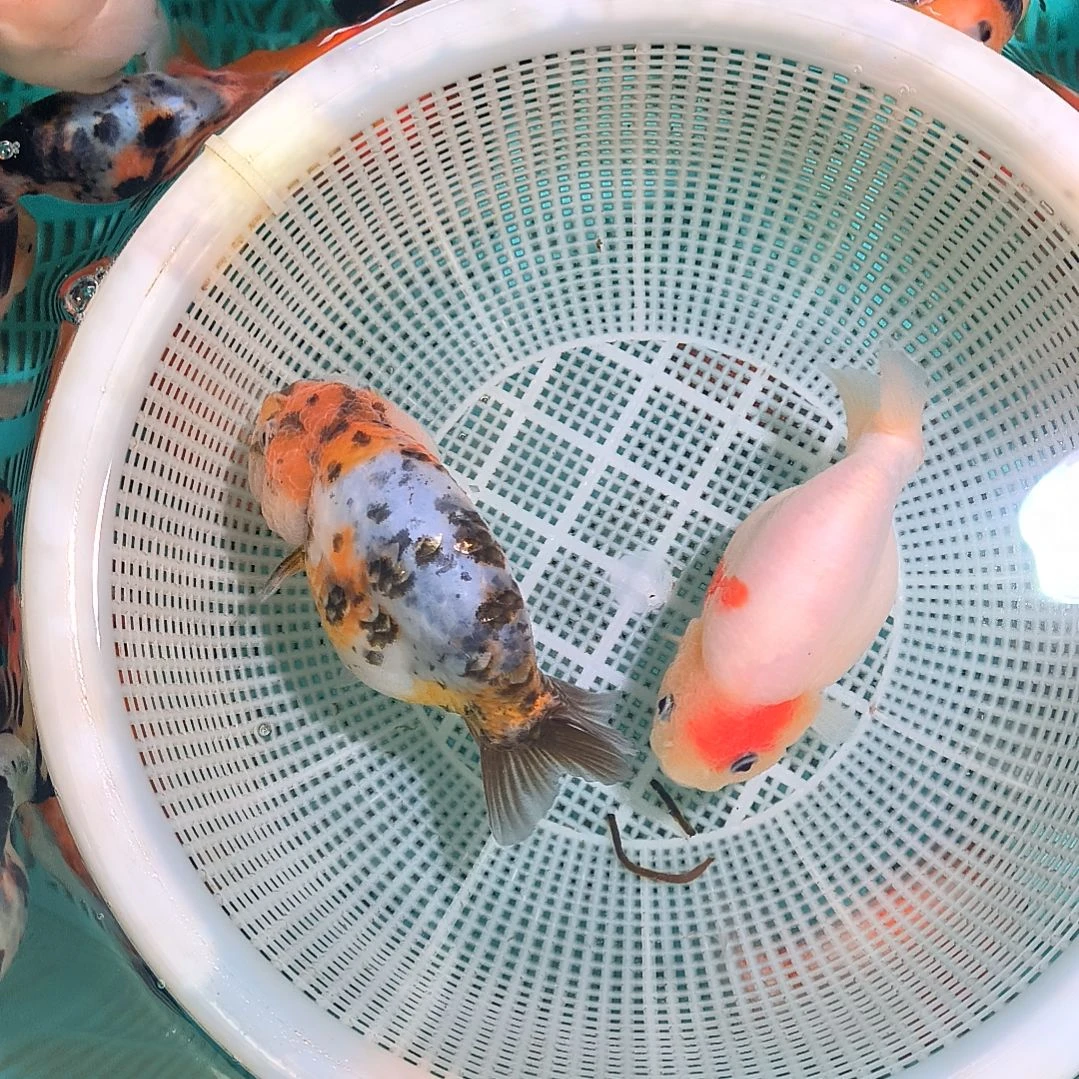 金鱼金鱼兰寿金鱼樱花