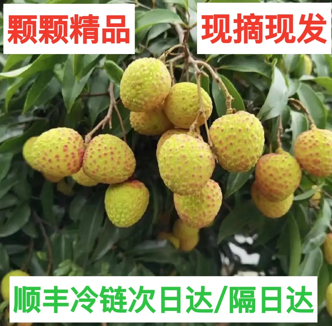 合江正宗观音绿荔枝新鲜水果珍品（川渝外含甘孜凉山攀枝花包邮）