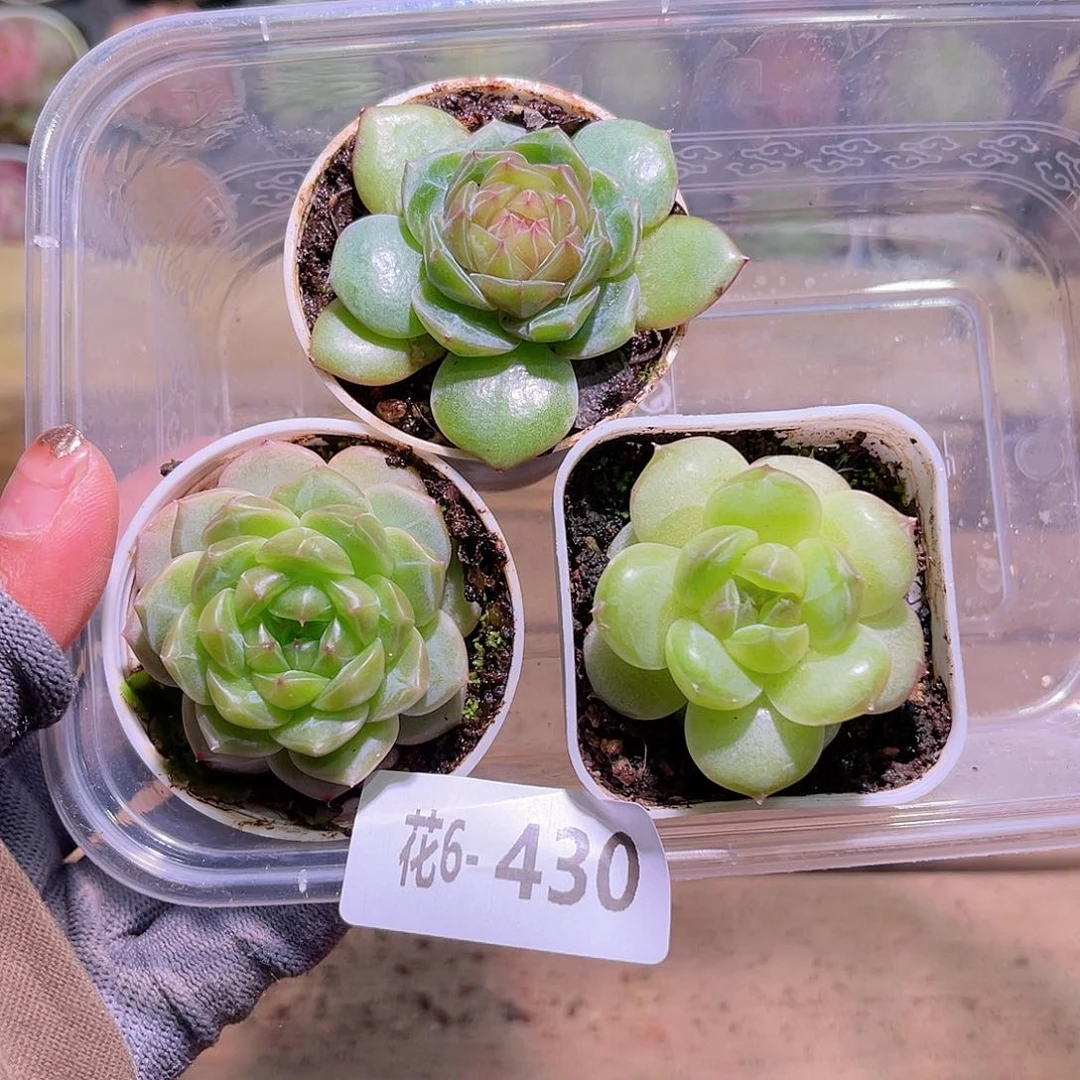 花06-430珍妮单头3颗