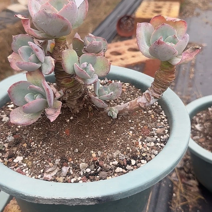 ?****?752白凤特价不售后脱土发货不退不换